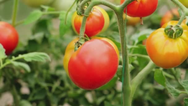 園芸と農業の概念 温室で成長している新鮮な有機赤トマト 温室効果ガス 野菜ビーガンホームベジタリアン栽培食品生産 — ストック動画