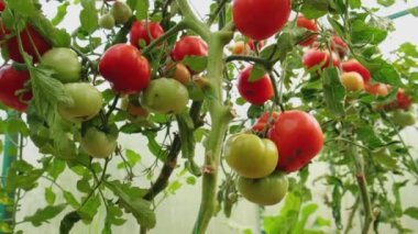 Bahçıvanlık ve tarım kavramı. Serada yetişen taze organik kırmızı domatesler. Sera ürünleri. Sebzeli vejetaryen ev yapımı gıda üretimi