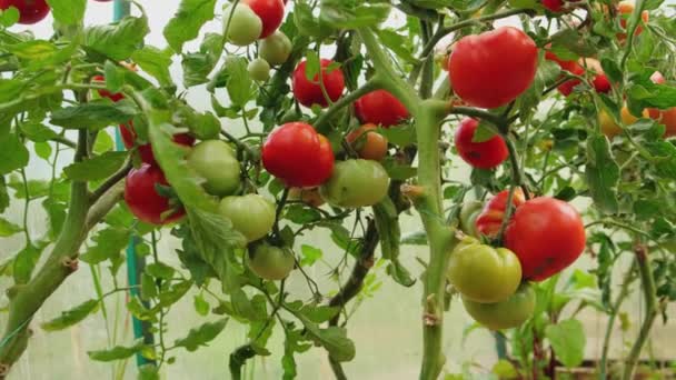 Puutarhanhoito Maatalous Käsite Tuoreet Kypsät Orgaaniset Punaiset Tomaatit Kasvavat Kasvihuoneessa — kuvapankkivideo