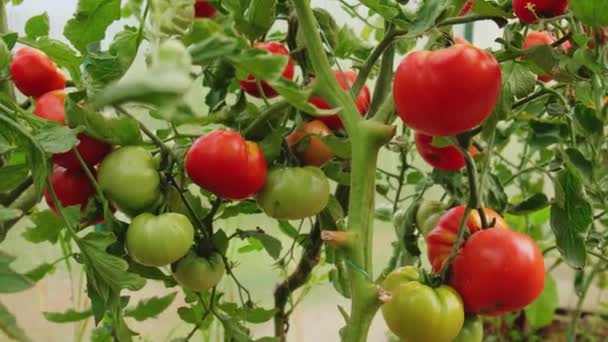 园艺和农业概念 温室里生长着新鲜成熟的有机红色西红柿 温室产品 蔬菜素食主义者家庭种植食品生产 — 图库视频影像
