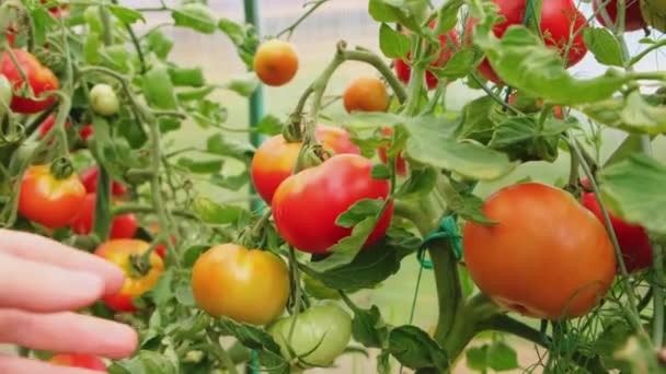 Zahradování Zemědělská Koncepce Žena Zemědělském Podniku Vybírá Čerstvé Zralé Organické — Stock video