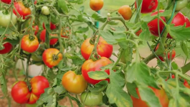 Concepto Jardinería Agricultura Tomates Rojos Orgánicos Maduros Frescos Que Crecen — Vídeo de stock