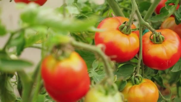 Koncepcja Ogrodnictwa Rolnictwa Świeże Dojrzałe Organiczne Czerwone Pomidory Rosnące Szklarni — Wideo stockowe