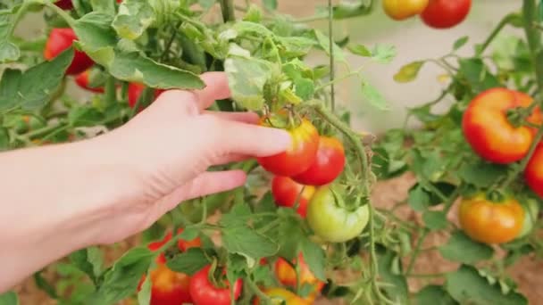 园艺和农业概念 女农场工人手采摘新鲜成熟的有机西红柿 温室产品 蔬菜食品生产 温室中番茄生长 — 图库视频影像