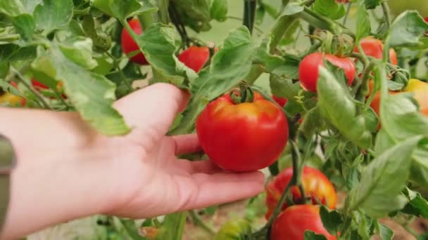 ガーデニングと農業のコンセプト 新鮮な熟した有機トマトを摘む女性農場労働者の手 温室の生産物 野菜食品の生産 温室で育つトマト — ストック動画