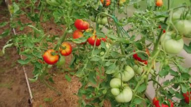 Bahçıvanlık ve tarım kavramı. Serada yetişen taze organik kırmızı domatesler. Sera ürünleri. Sebzeli vejetaryen ev yapımı gıda üretimi