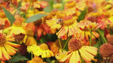 Sarı polenle kaplanmış bal arısı nektar içer, tozlaşan çiçek. İlham verici doğal çiçek baharı ya da çiçek açan bahçe arka planı. Böceklerin hayatı. Ekstrem makro Seçici odaklanmayı kapat