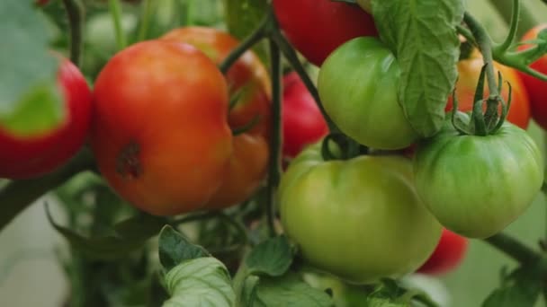 Kertészeti Mezőgazdasági Koncepció Friss Érett Organikus Vörös Paradicsom Termesztése Üvegházban — Stock videók