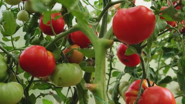 Puutarhanhoito Maatalous Käsite Tuoreet Kypsät Orgaaniset Punaiset Tomaatit Kasvavat Kasvihuoneessa — kuvapankkivideo