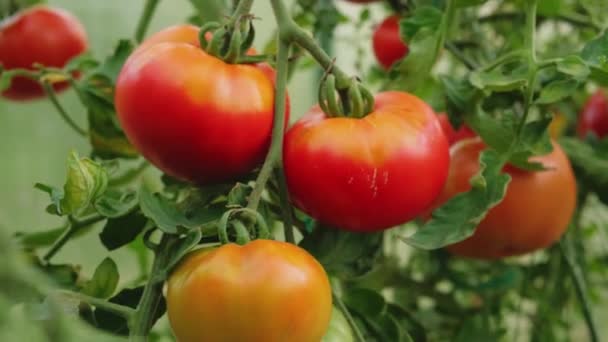 Koncept Zahradničení Zemědělství Čerstvá Zralá Organická Červená Rajčata Pěstovaná Skleníku — Stock video