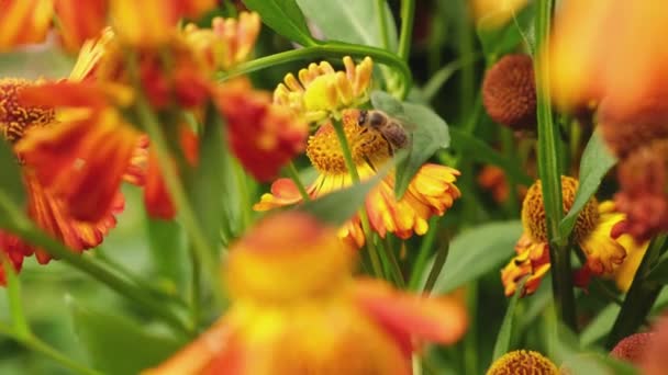 Медова Бджола Вкрита Жовтим Пилкою Нектар Запилюючи Квітку Натхненний Природним — стокове відео