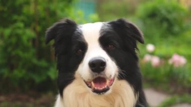 Parktaki arka planda oturan sevimli, gülümseyen köpek yavrusu sınır köpeğinin açık hava portresi. Açık havada güneşli bir yaz gününde komik suratlı küçük bir köpek. Hayvan bakımı ve komik hayvan yaşam konsepti