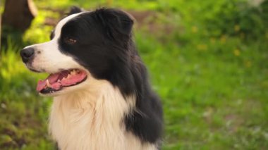 Parktaki arka planda oturan sevimli, gülümseyen köpek yavrusu sınır köpeğinin açık hava portresi. Açık havada güneşli bir yaz gününde komik suratlı küçük bir köpek. Hayvan bakımı ve komik hayvan yaşam konsepti