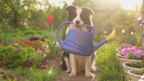 庭の背景に口の中で散水缶を保持かわいい犬の国境コリーの屋外の肖像画 庭師として面白い子犬の犬は灌漑のために水を汲みます 園芸と農業の概念 — ストック動画