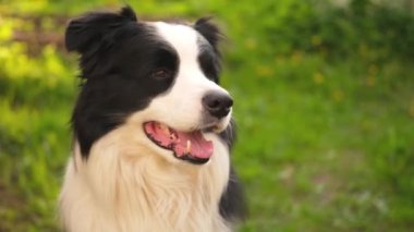 Parktaki arka planda oturan sevimli, gülümseyen köpek yavrusu sınır köpeğinin açık hava portresi. Açık havada güneşli bir yaz gününde komik suratlı küçük bir köpek. Hayvan bakımı ve komik hayvan yaşam konsepti