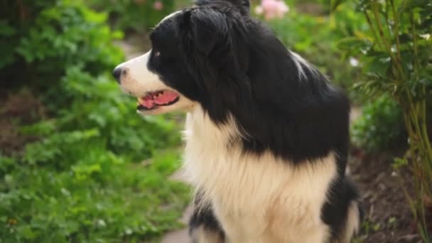 공원의 배경에 귀엽게 강아지 콜리의 야외에서 여름날웃긴 얼굴을 동물을 돌보고 — 비디오