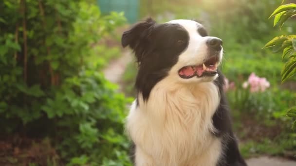 Retrato Aire Libre Lindo Sonriente Collie Borde Del Cachorro Sentado — Vídeos de Stock