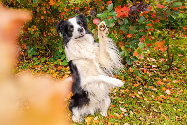 Divertente Sorridente Cane Cucciolo Confine Collie Giocare Saltando Autunno Colorato — Foto Stock