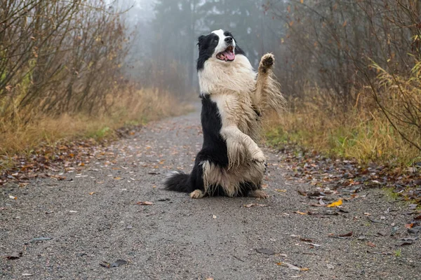 Állati Aktivitás Aranyos Kiskutya Határ Collie Jumping Őszi Park Szabadban — Stock Fotó