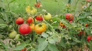 Bahçıvanlık ve tarım kavramı. Serada yetişen taze organik kırmızı domatesler. Sera ürünleri. Sebzeli vejetaryen ev yapımı gıda üretimi