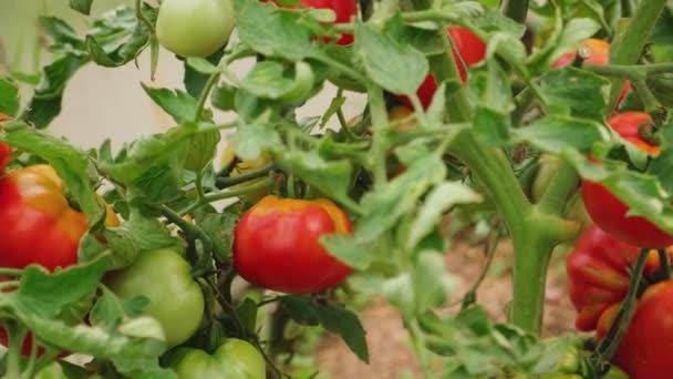 Concepto Jardinería Agricultura Tomates Rojos Orgánicos Maduros Frescos Que Crecen — Vídeos de Stock