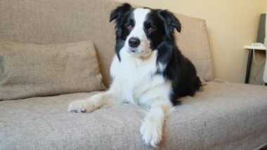 Şirin köpek yavrusu sınır köpeği Collie evde kanepede yatıp komik suratıyla oynuyor. Evcil köpek rahat bir kanepede uyumaya hazır. Hayvan bakımı ve hayvan bakımı konsepti. Komik duygusal köpek.
