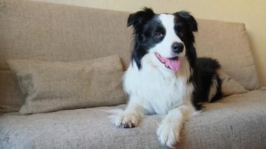 Şirin köpek yavrusu sınır köpeği Collie evde kanepede yatıp komik suratıyla oynuyor. Evcil köpek rahat bir kanepede uyumaya hazır. Hayvan bakımı ve hayvan bakımı konsepti. Komik duygusal köpek.