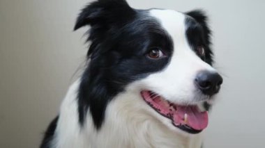 Komik duygusal köpek. Beyaz arka planda sevimli, gülümseyen köpek yavrusu sınır köpeğinin portresi. Komik suratlı şirin bir köpek. Hayvan hayatı konsepti. Evcil hayvan sevgisi Dostluk arkadaşı