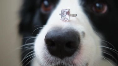 Benimle evlenir misin? Şirin köpek yavrusu sınır köpeğinin komik portresi. Collie burnunda alyans tutuyor. Nişan teklifi konsepti