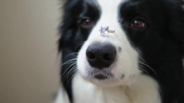 Benimle evlenir misin? Şirin köpek yavrusu sınır köpeğinin komik portresi. Collie burnunda alyans tutuyor. Nişan teklifi konsepti