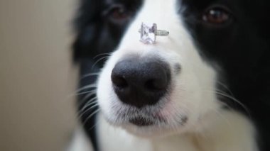 Benimle evlenir misin? Şirin köpek yavrusu sınır köpeğinin komik portresi. Collie burnunda alyans tutuyor. Nişan teklifi konsepti