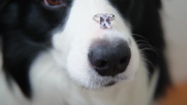 Benimle evlenir misin? Şirin köpek yavrusu sınır köpeğinin komik portresi. Collie burnunda alyans tutuyor. Nişan teklifi konsepti