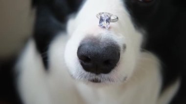 Benimle evlenir misin? Şirin köpek yavrusu sınır köpeğinin komik portresi. Collie burnunda alyans tutuyor. Nişan teklifi konsepti