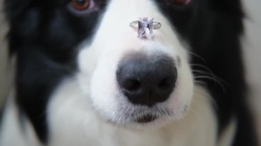 Benimle evlenir misin? Şirin köpek yavrusu sınır köpeğinin komik portresi. Collie burnunda alyans tutuyor. Nişan teklifi konsepti