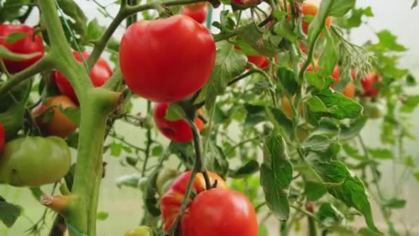 Garten Und Landwirtschaftskonzept Frische Reife Rote Bio Tomaten Die Gewächshaus — Stockvideo