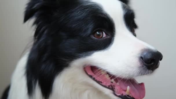 Divertido Perro Emocional Retrato Lindo Perro Sonriente Frontera Collie Sobre — Vídeos de Stock