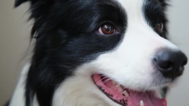 Divertido Perro Emocional Retrato Lindo Perro Sonriente Frontera Collie Sobre — Vídeos de Stock