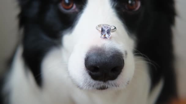 你愿意嫁给我吗 可爱的小狗边境牧羊犬抱着结婚戒指 鼻子靠得紧紧的滑稽肖像画 订婚求婚的概念 — 图库视频影像