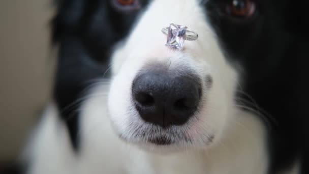 結婚してくれませんか 鼻の上に結婚指輪を保持かわいい子犬犬の国境コリーの面白い肖像画を閉じます 婚約結婚の提案コンセプト — ストック動画