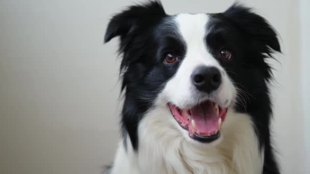 Забавна Емоційна Собака Портрет Милого Усміхненого Цуценя Собаки Білому Тлі — стокове відео