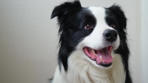 面白い感情的な犬 白い背景にかわいい笑みを浮かべて子犬の犬の国境のコロニーの肖像画 面白い顔のかわいい犬 ペットの動物の生活の概念 ペットの友情の仲間への愛 — ストック動画