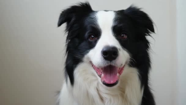 Lustiger Emotionaler Hund Porträt Des Süßen Lächelnden Hundewelpen Border Collie — Stockvideo