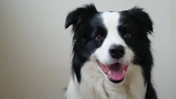 面白い感情的な犬 白い背景にかわいい笑みを浮かべて子犬の犬の国境のコロニーの肖像画 面白い顔のかわいい犬 ペットの動物の生活の概念 ペットの友情の仲間への愛 — ストック動画