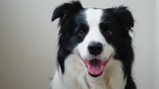 Vtipný Emocionální Pes Portrét Roztomilé Usmívající Štěně Ohraničení Kolie Bílém — Stock video