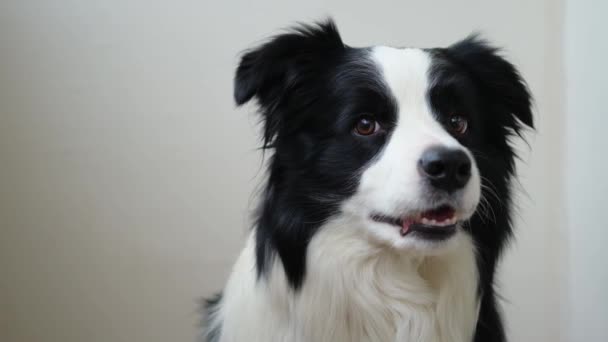 Смешная Эмоциональная Собака Симпатичный Щенок Границе Колли Забавным Лицом Лает — стоковое видео