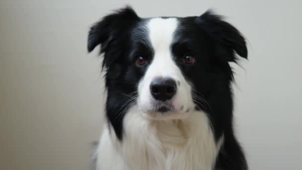 Αστείο Συναισθηματικό Σκυλί Χαριτωμένο Κουτάβι Σκυλί Συνόρων Κόλεϊ Αστεία Πρόσωπο — Αρχείο Βίντεο