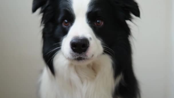 Zabawny Emocjonalny Pies Portret Uroczego Uśmiechniętego Szczeniaka Obwódki Collie Białym — Wideo stockowe