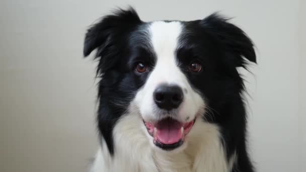 Zabawny Emocjonalny Pies Portret Uroczego Uśmiechniętego Szczeniaka Obwódki Collie Białym — Wideo stockowe