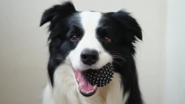 Hayvan aktivitesi. Komik köpek yavrusu, beyaz arka planda oyuncak top tutan çoban köpeği. Safkan evcil köpek sahibi ile oynamak istiyor. Evcil hayvan sevgisi arkadaşlık konsepti