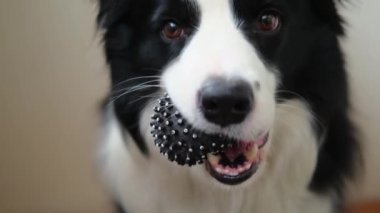 Hayvan aktivitesi. Komik köpek yavrusu, beyaz arka planda oyuncak top tutan çoban köpeği. Safkan evcil köpek sahibi ile oynamak istiyor. Evcil hayvan sevgisi arkadaşlık konsepti